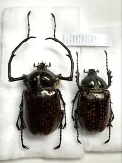 2026年最新】テナガコガネ 標本の人気アイテム - メルカリ