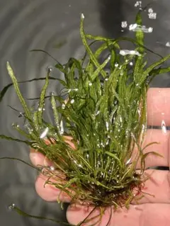 2026年最新】ミクロソリウム ナローリーフの人気アイテム - メルカリ