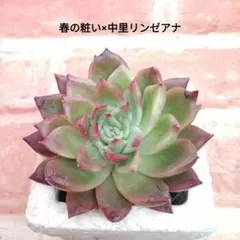 2026年最新】リンゼアナ 中里の人気アイテム - メルカリ