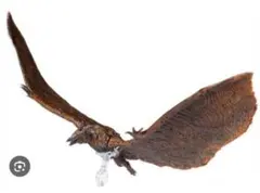 2026年最新】ラドン ハイヤトイズの人気アイテム - メルカリ