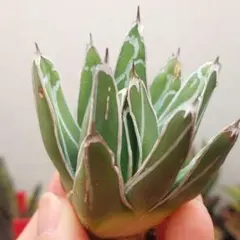 2026年最新】アガベ姫笹の雪の人気アイテム - メルカリ