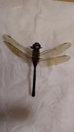 2026年最新】トンボ 標本 イトトンボの人気アイテム - メルカリ