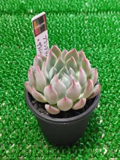 2026年最新】simijimiさん苗の人気アイテム - メルカリ