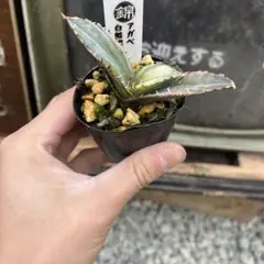 2026年最新】白鯨錦の人気アイテム - メルカリ