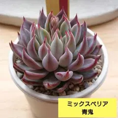 2026年最新】ミックスベリア 青鬼の人気アイテム - メルカリ