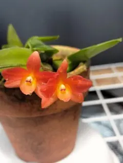 2026年最新】ソフロニティスの人気アイテム - メルカリ