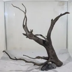 2026年最新】ブランチウッドの人気アイテム - メルカリ