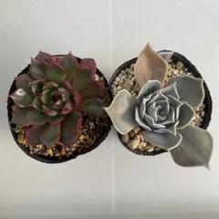 2026年最新】多肉植物エケベリア寄せ植えセットの人気アイテム - メルカリ