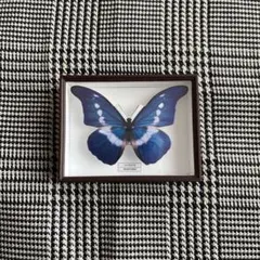 2026年最新】蝶標本 モルフォ蝶の人気アイテム - メルカリ