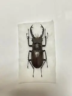 2026年最新】ミヤマクワガタ 標本の人気アイテム - メルカリ