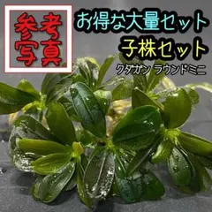 2026年最新】ブセファンドラの人気アイテム - メルカリ