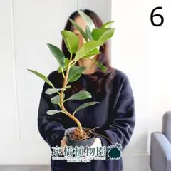 2026年最新】フランスゴムの木の人気アイテム - メルカリ