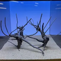 2026年最新】ブランチ 流木の人気アイテム - メルカリ