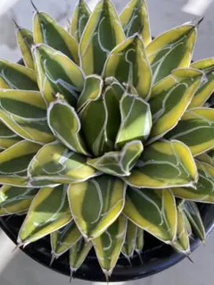 2026年最新】アガベ 姫笹の雪の人気アイテム - メルカリ