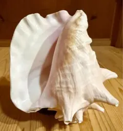 2026年最新】ピンク法螺貝の人気アイテム - メルカリ