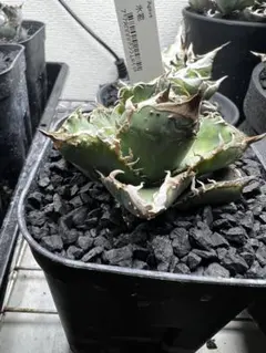 2026年最新】冰雹 アガベの人気アイテム - メルカリ