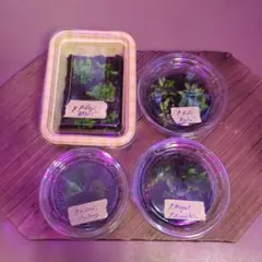 2026年最新】ビカクシダ 胞子 セットの人気アイテム - メルカリ