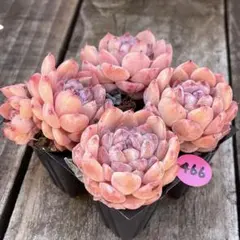 2026年最新】多肉植物エケベリア寄せ植えセットの人気アイテム - メルカリ