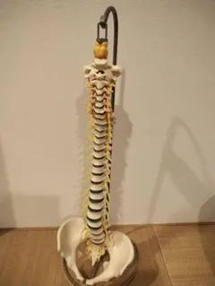 2026年最新】骨格模型 ドイツ製の人気アイテム - メルカリ