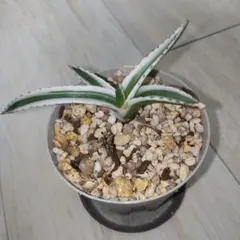 2026年最新】極氷山 アガベの人気アイテム - メルカリ