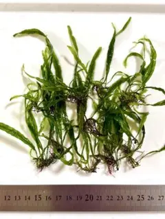 2026年最新】ミクロソリウム本ナローの人気アイテム - メルカリ