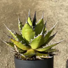 2026年最新】ホリダ 陽炎の人気アイテム - メルカリ