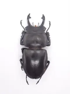 2026年最新】ヤエヤママルバネクワガタ標本の人気アイテム - メルカリ