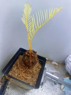 2026年最新】ソテツ 斑入りの人気アイテム - メルカリ