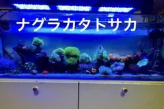 2026年最新】人工 ライブロックの人気アイテム - メルカリ