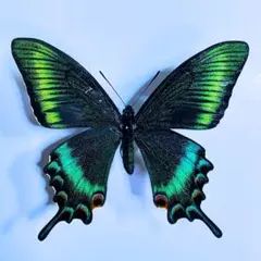 2026年最新】カラスアゲハ 標本の人気アイテム - メルカリ