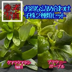 2026年最新】ブセファンドラの人気アイテム - メルカリ