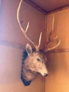 2026年最新】鹿 トロフィーの人気アイテム - メルカリ