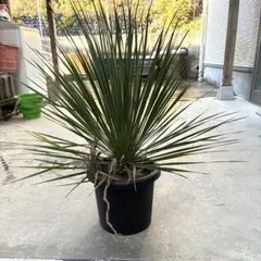 2026年最新】ユッカロストラータ 実生の人気アイテム - メルカリ