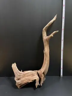 2026年最新】ホーンウッドの人気アイテム - メルカリ