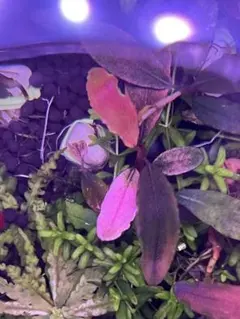 2026年最新】ブセファランドラ ピンクバリエガータの人気アイテム