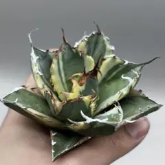 2026年最新】白鯨錦の人気アイテム - メルカリ