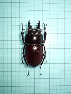 2026年最新】ヤエヤママルバネクワガタ標本の人気アイテム - メルカリ