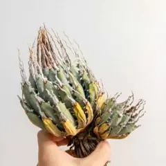 2026年最新】エボリスピナ ベアルートの人気アイテム - メルカリ