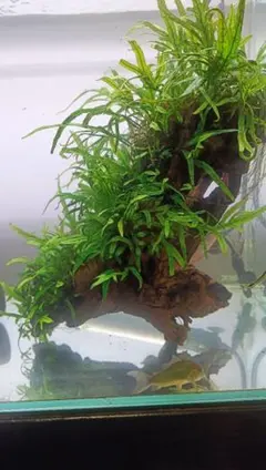 2026年最新】ミクロソリウム サラワクの人気アイテム - メルカリ