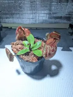 2026年最新】アンプラリアの人気アイテム - メルカリ