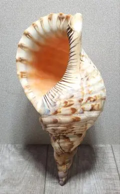 2026年最新】法螺貝 和楽器の人気アイテム - メルカリ