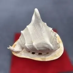 2026年最新】ほら貝 笛の人気アイテム - メルカリ