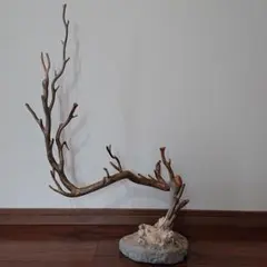 2026年最新】海松 原木の人気アイテム - メルカリ