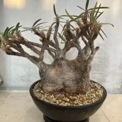 2026年最新】パキポディウム グラキリス 現地球の人気アイテム - メルカリ