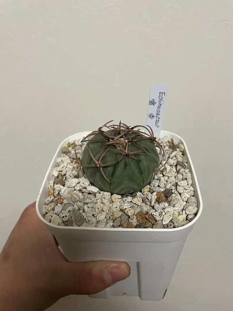 2026年最新】エキノカクタス 雷帝の人気アイテム - メルカリ