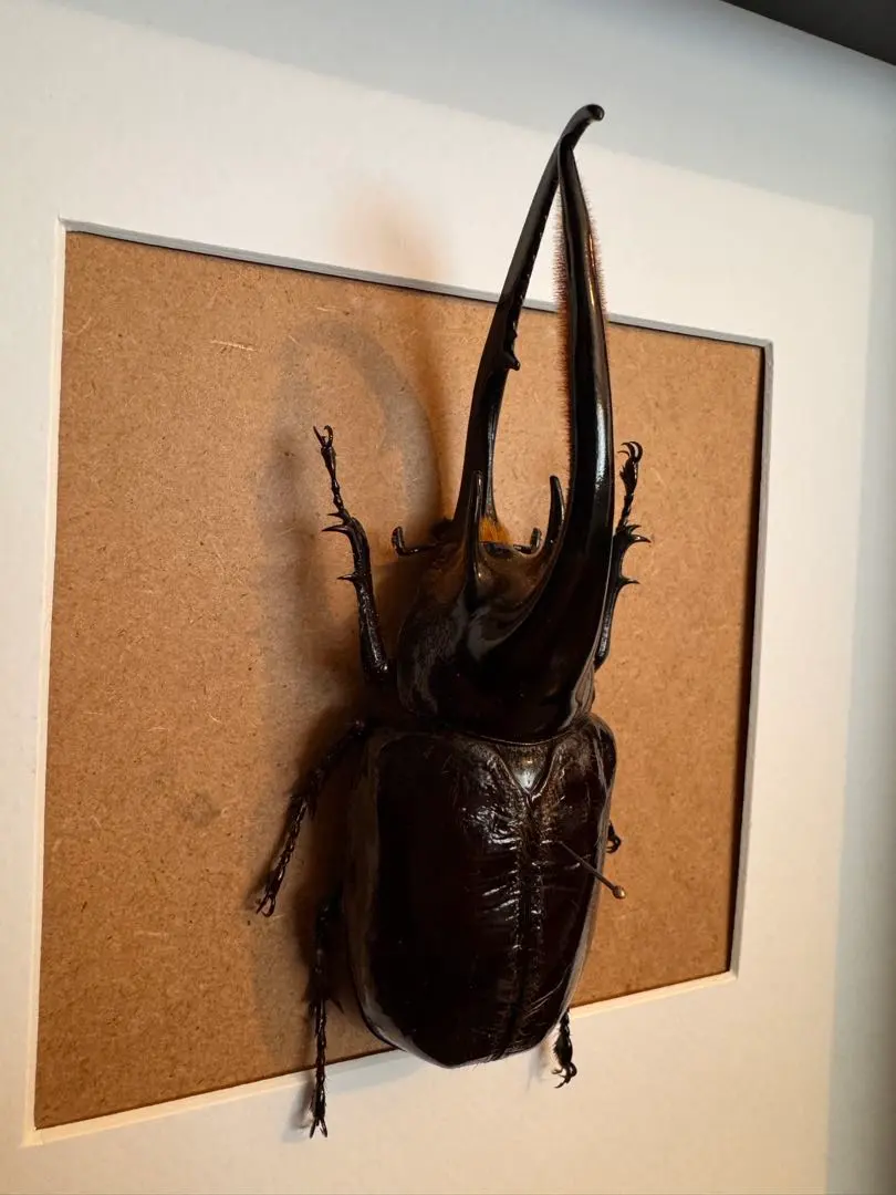 2026年最新】標本・ ネプチューンオオカブトの人気アイテム - メルカリ