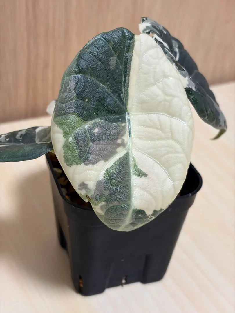 2026年最新】アロカシア メロの人気アイテム - メルカリ