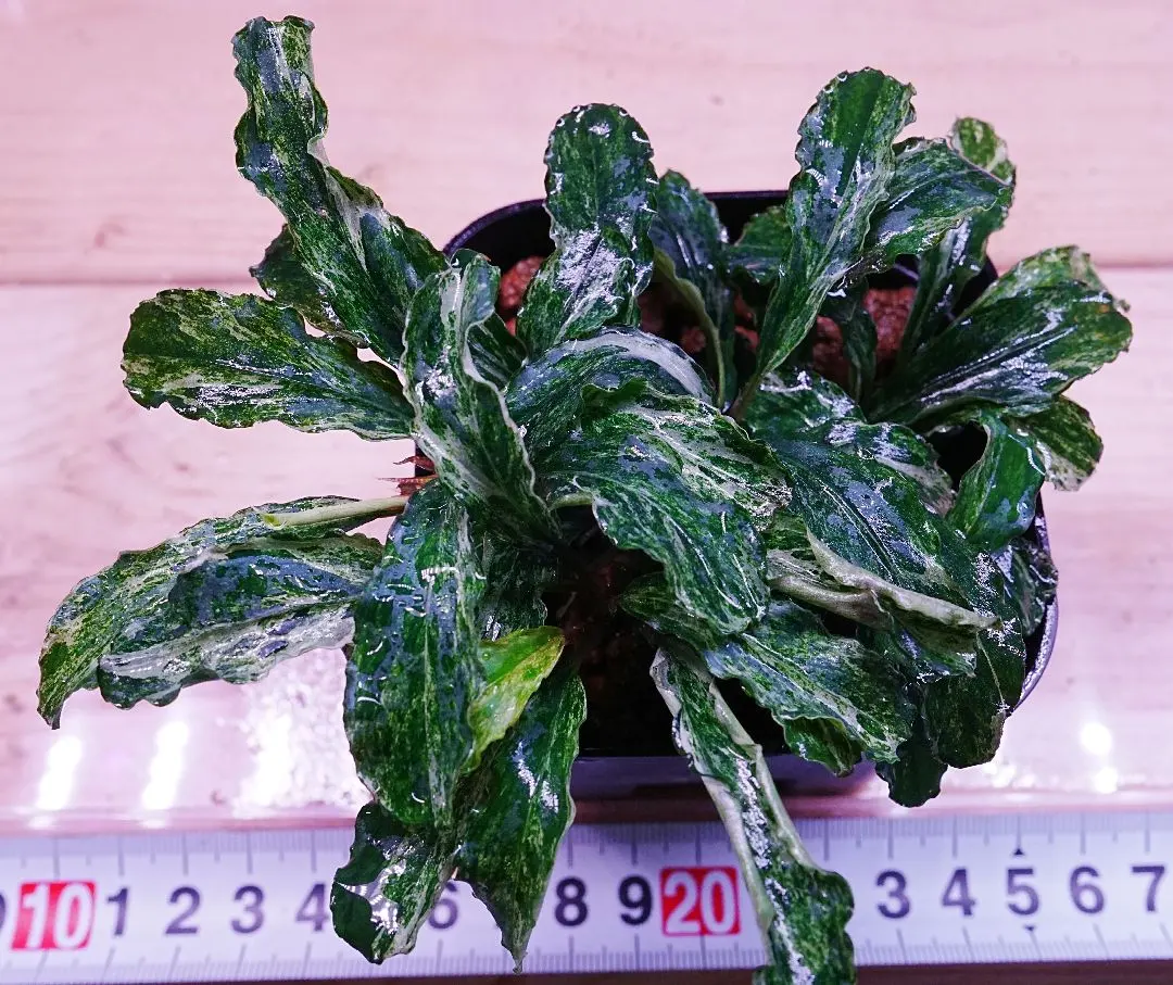 2026年最新】ブセファランドラ グリーンウェービーの人気アイテム