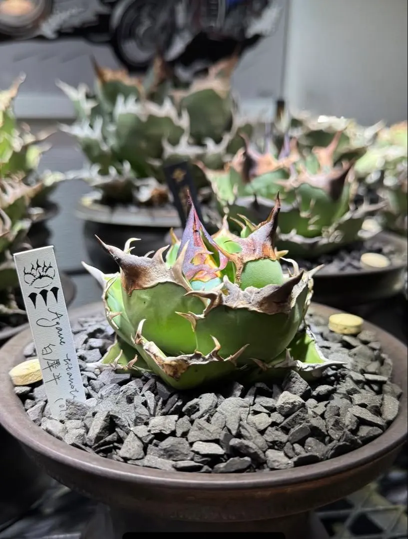 2026年最新】アガベチタノタ白犀牛の人気アイテム - メルカリ