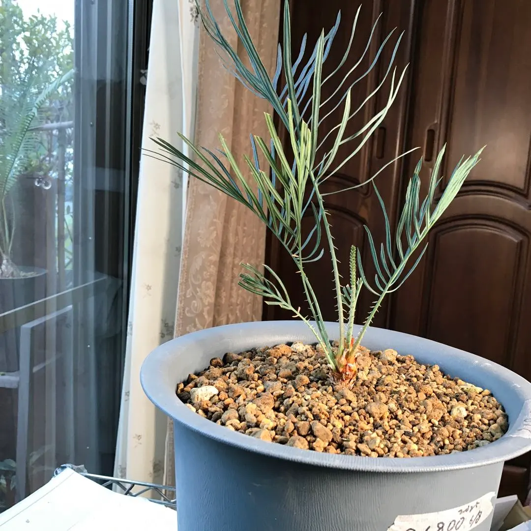 2026年最新】サイカスカイルンシアナの人気アイテム - メルカリ